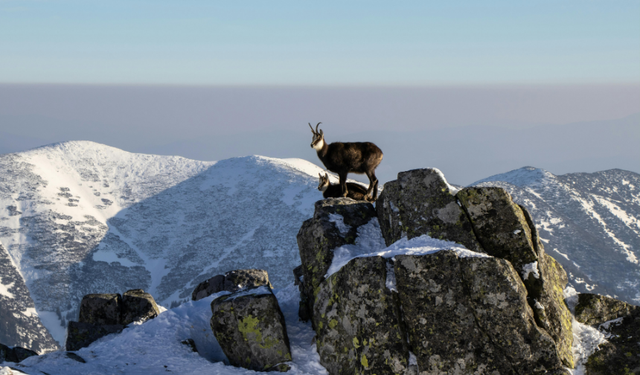 Çatak’ta dağ keçileri görüntülendi