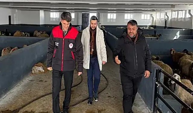 Van’da küçükbaş hayvancılığa destek artıyor: Proje sahada incelendi