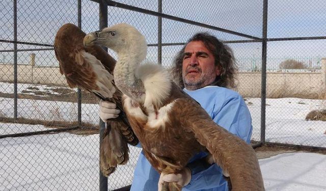 Van YYÜ’de tedavisi tamamlanan yırtıcı kuşlar doğaya salınıyor