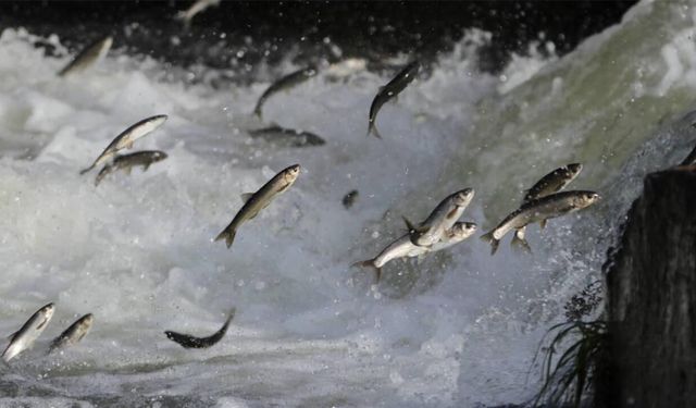 Van’da İnci Kefali için geri sayım: Av yasağı başlıyor