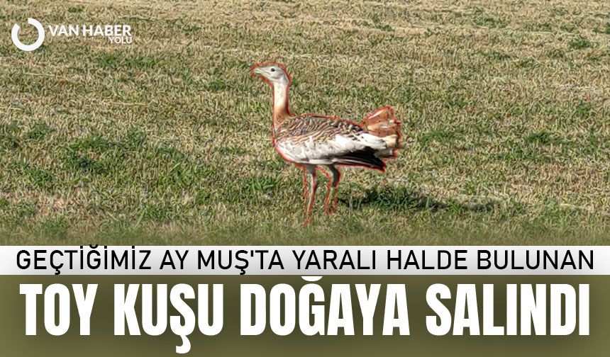 Tedavisi tamamlanan toy kuşu doğaya salındı