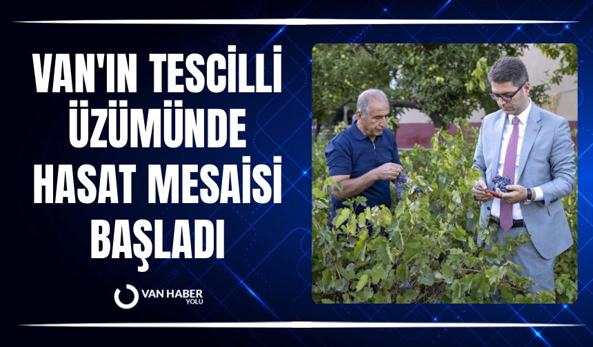 Van'ın tescilli üzümünde hasat mesaisi başladı