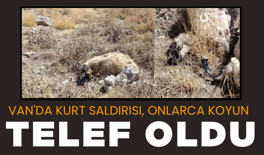 Van'da kurt saldırısı: Onlarca koyun telef oldu