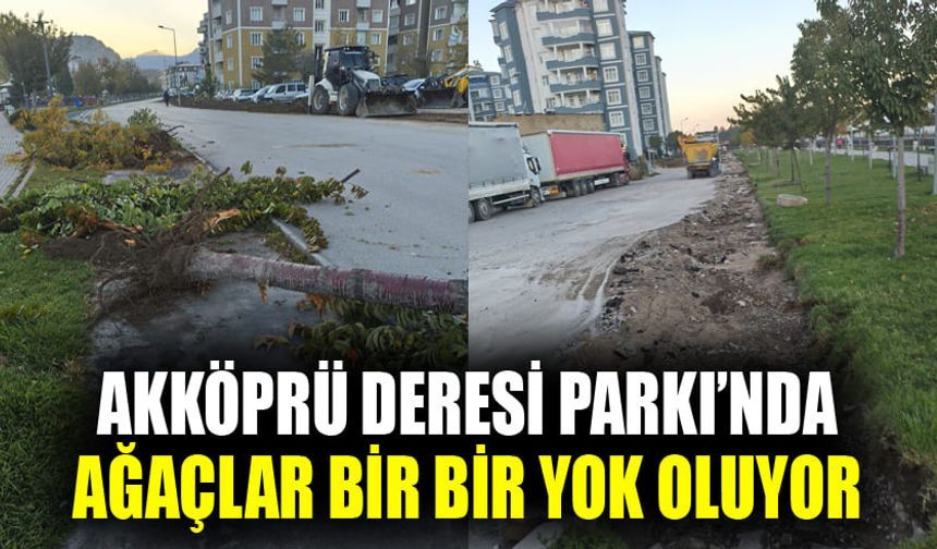 Akköprü Deresi Parkı’nda ağaçlar bir bir yok oluyor