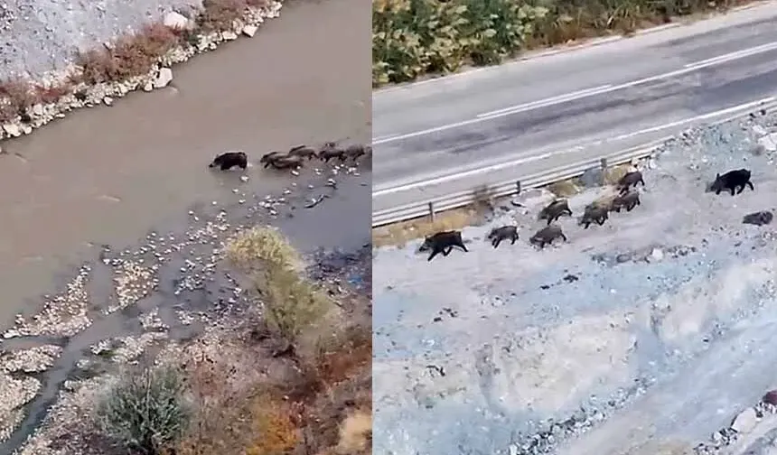 Yüksekova - Van kara yolunda domuz sürüsü görüntülendi