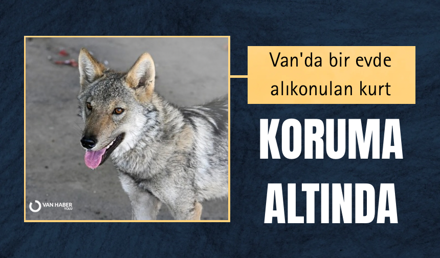 Van'da bir evde alıkonulan kurt koruma altında