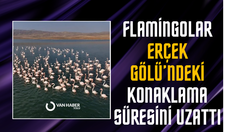 Flamingolar, Erçek Gölü’ndeki konaklama süresini uzattı