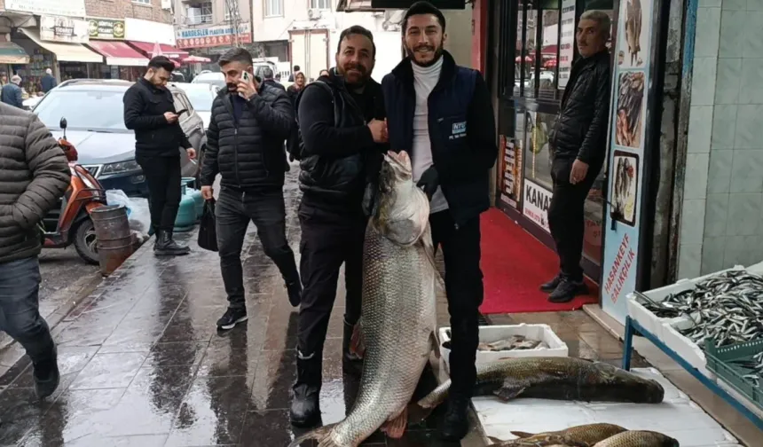 Batman’da Dev Turna Balığı İlgi Odağı Oldu: Görenler Gözlerine İnanamadı