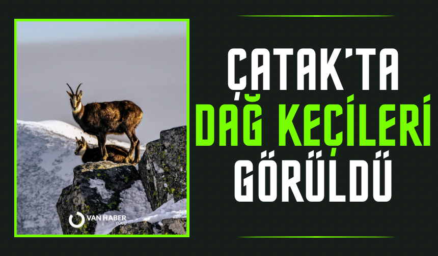 Çatak’ta dağ keçileri görüntülendi