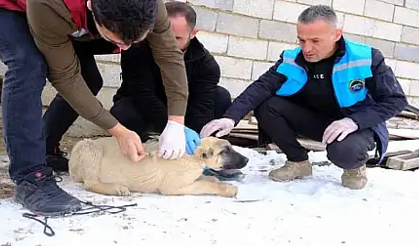 İpekyolu’nda sokak hayvanları için aşı çalışması yapıldı