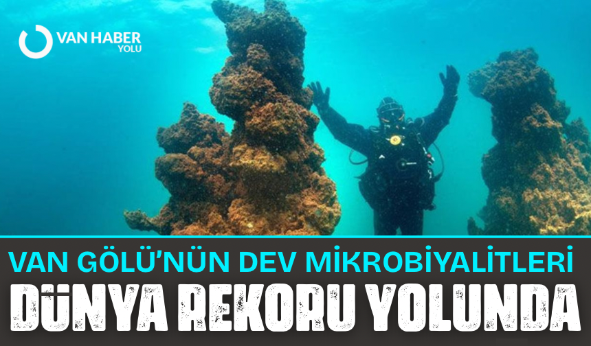 Van Gölü’nün dev mikrobiyalitleri dünya rekoru yolunda